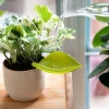 Bevattningstratt till kruka, 3-pack