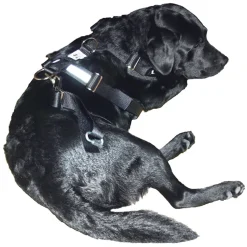 Bilbältessele till hunden