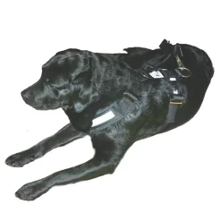 Bilbältessele till hunden