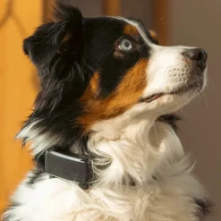 GPS till hund, Tractive