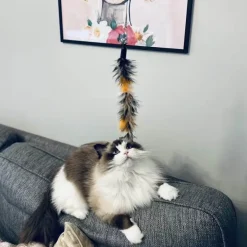 Kattspö